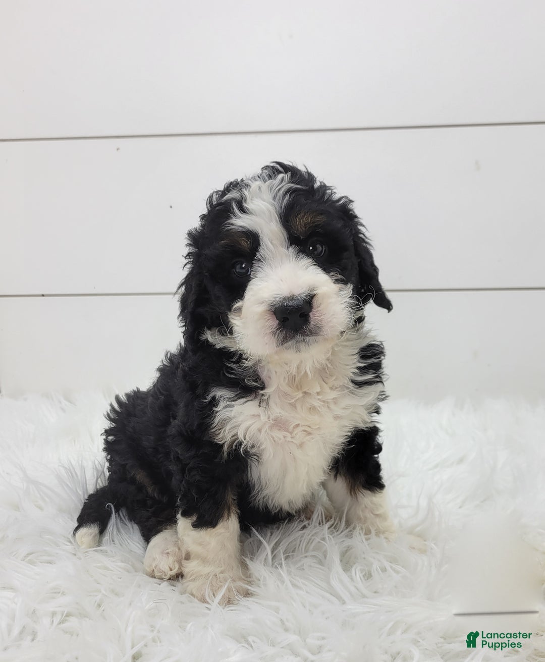 Bernedoodle dogs for sale: Chase - Ad 3