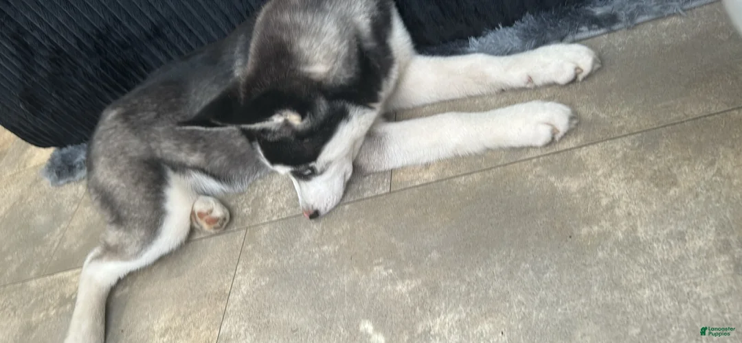 Siberian Husky dogs for sale: Siberian Husky Puppy 1 - Ad 3