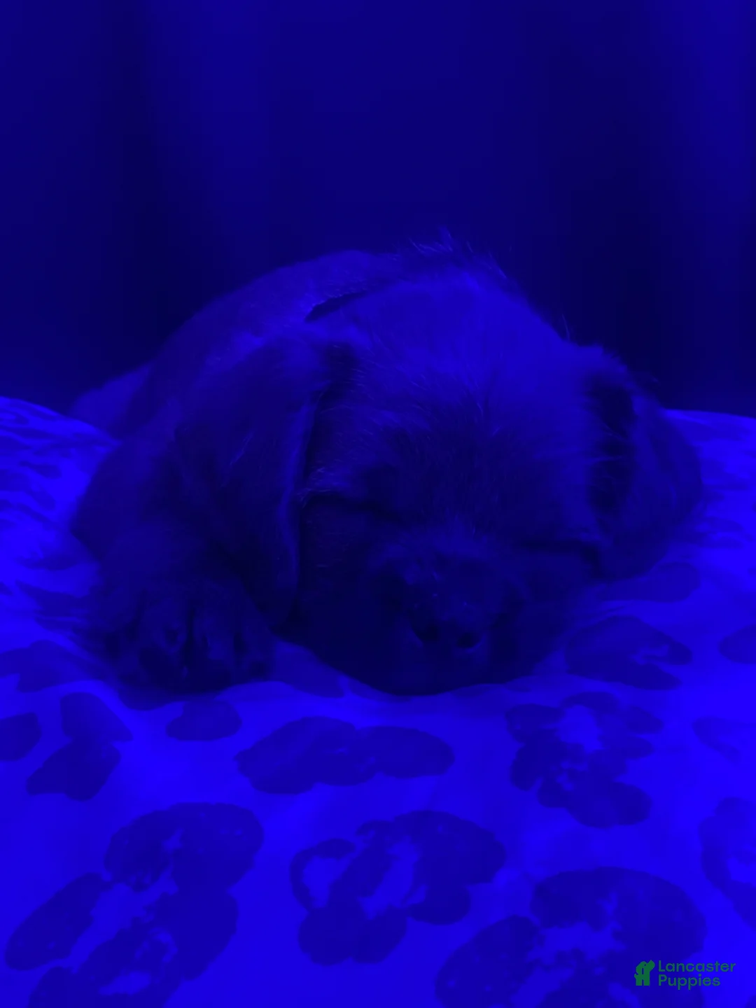 Pugapoo dogs for sale: Ozzi - Ad 2