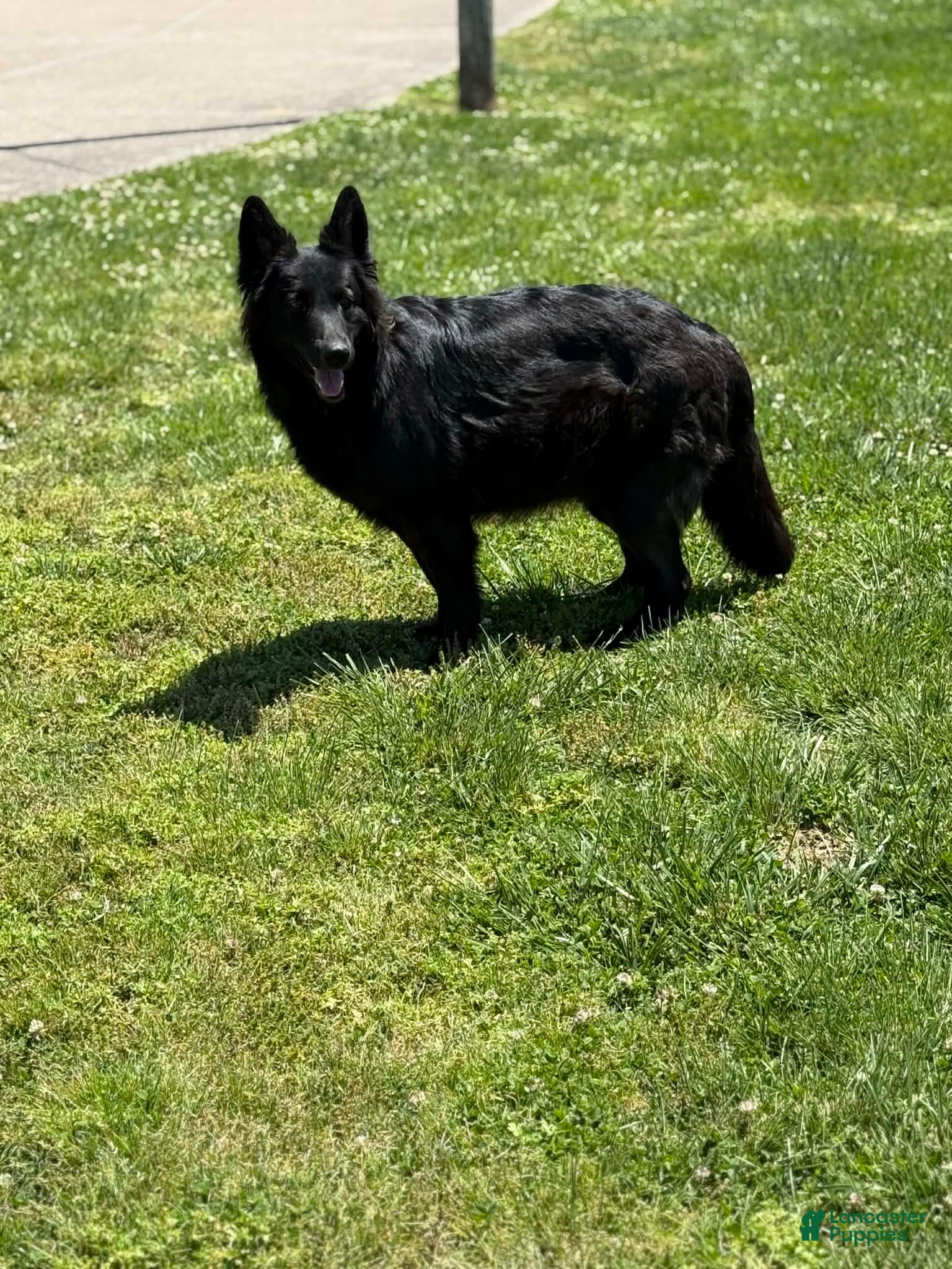 German Shepherd dogs Tex - Ad 2