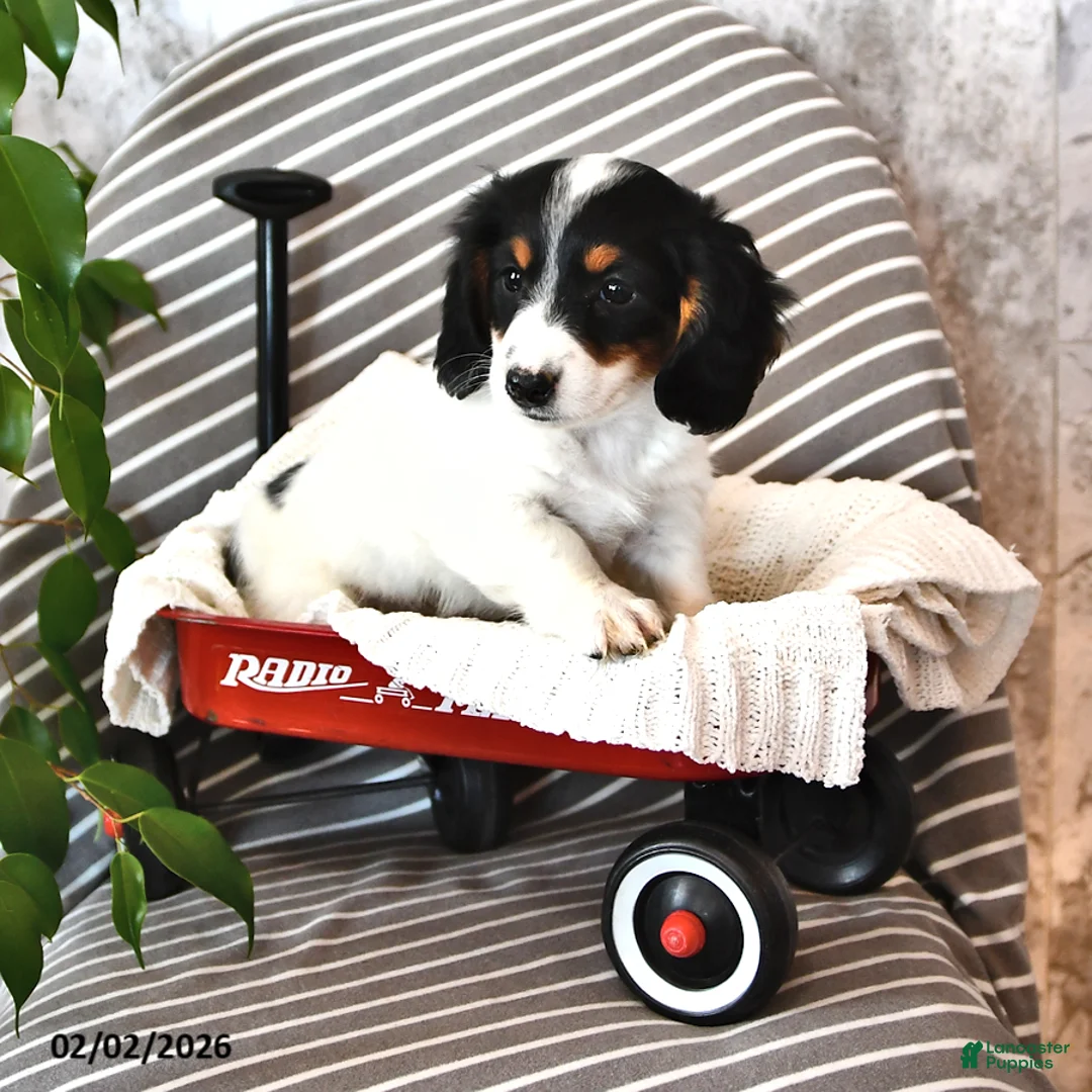 Miniature Dachshund dogs for sale: Sheila - Ad 2