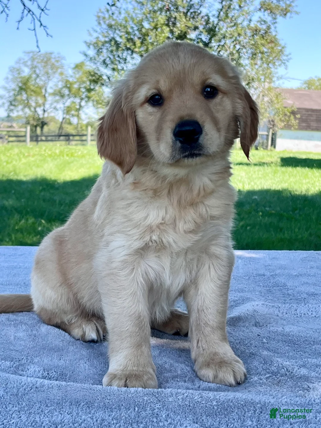 Golden Retriever dogs for sale: Ira - Ad 1