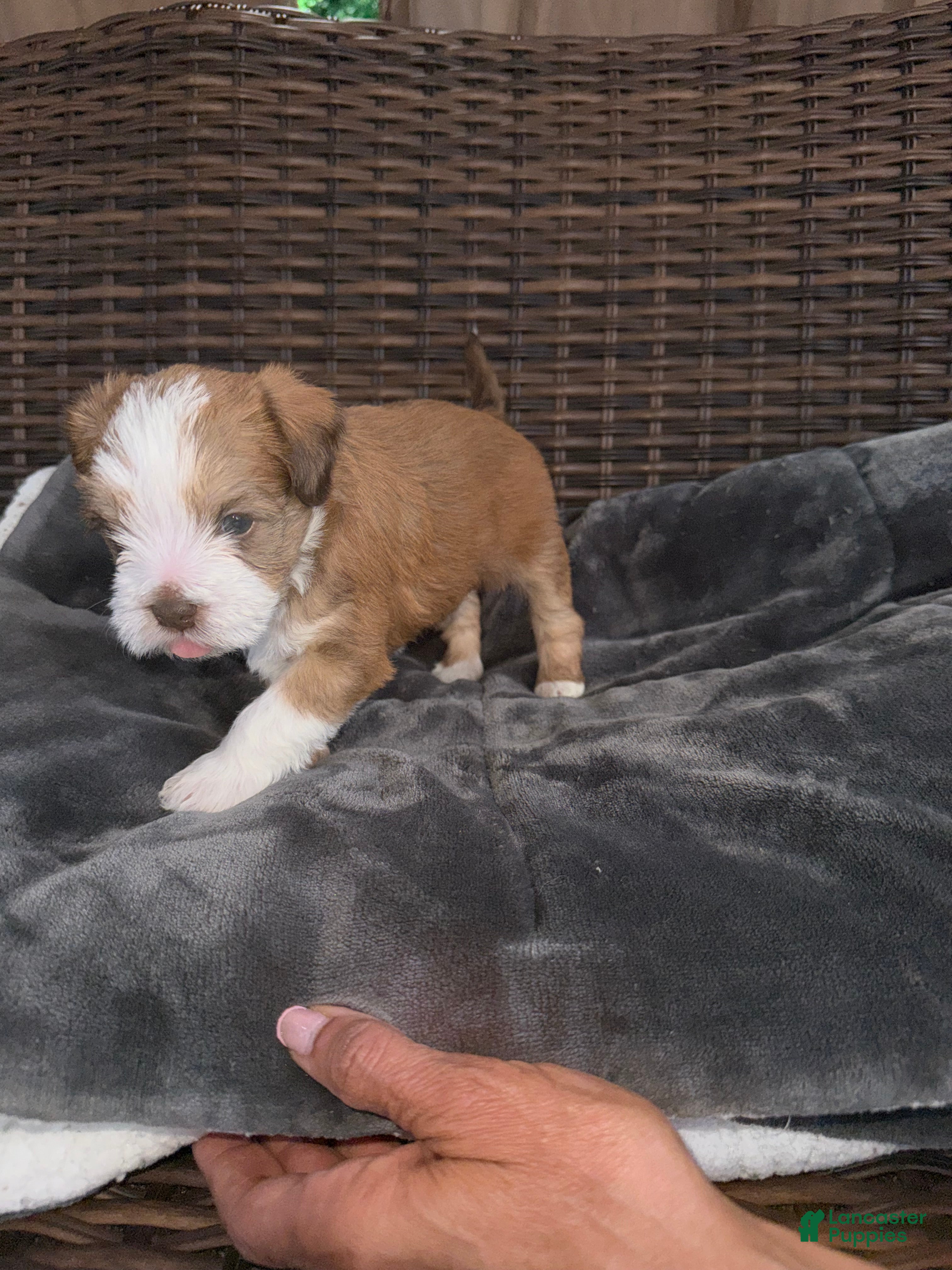 Mixed Breed dogs for sale: Bella - Ad 5
