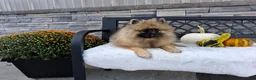 Keeshond dogs for sale: Callie - Ad 3