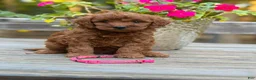 Mini Goldendoodle dogs for sale: parsleys pink collar girl - Ad 1