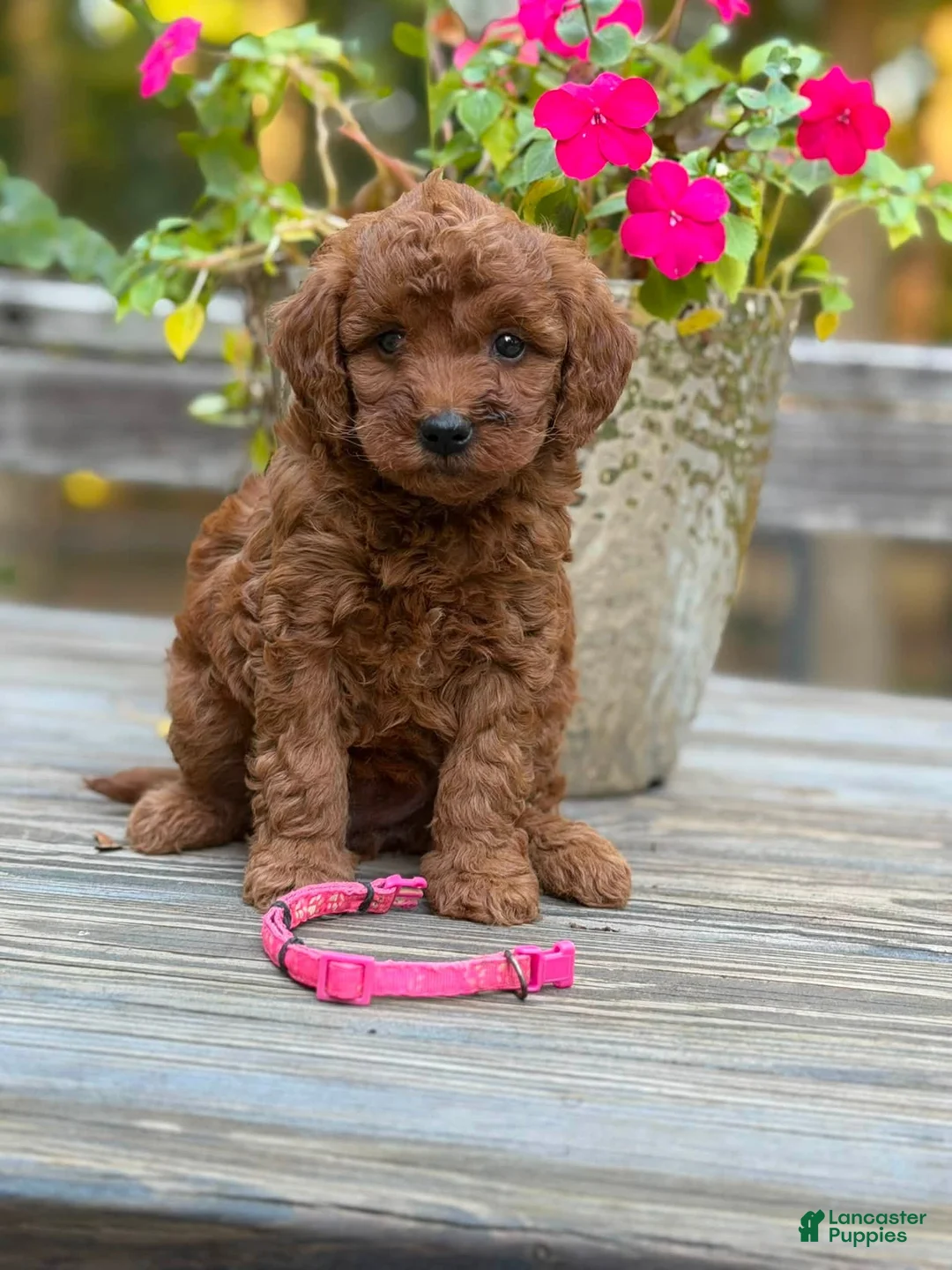 Mini Goldendoodle dogs for sale: parsleys pink collar girl - Ad 1