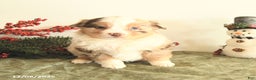Miniature Australian Shepherd dogs for sale: Taylor - Ad 4