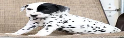 Dalmatian dogs for sale: Patches - Ad 3
