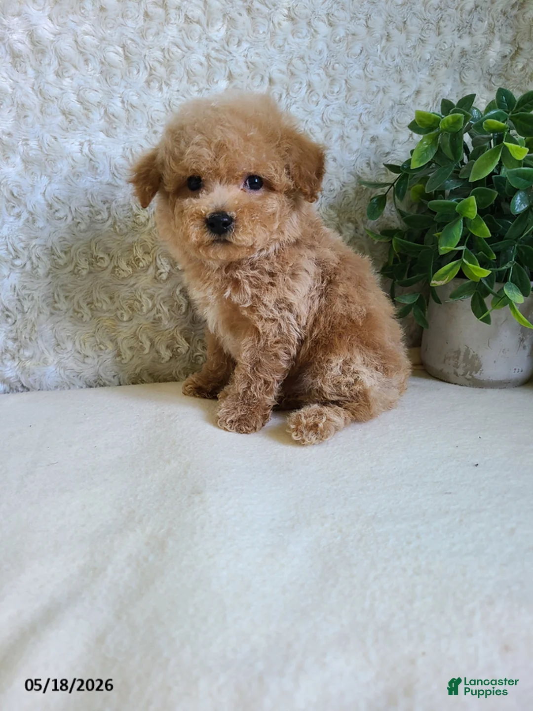 Bichpoo dogs for sale: Pebbles - Ad 1
