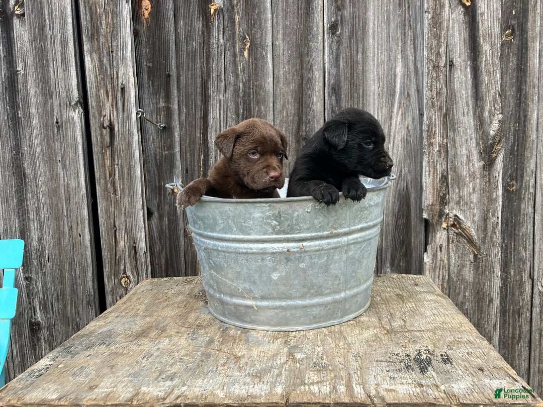 Labrador Retriever dogs for sale: Labrador Retriever Puppy 9 - Ad 1