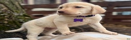Labrador Retriever dogs for sale: Labrador Retriever Puppy 1 - Ad 9