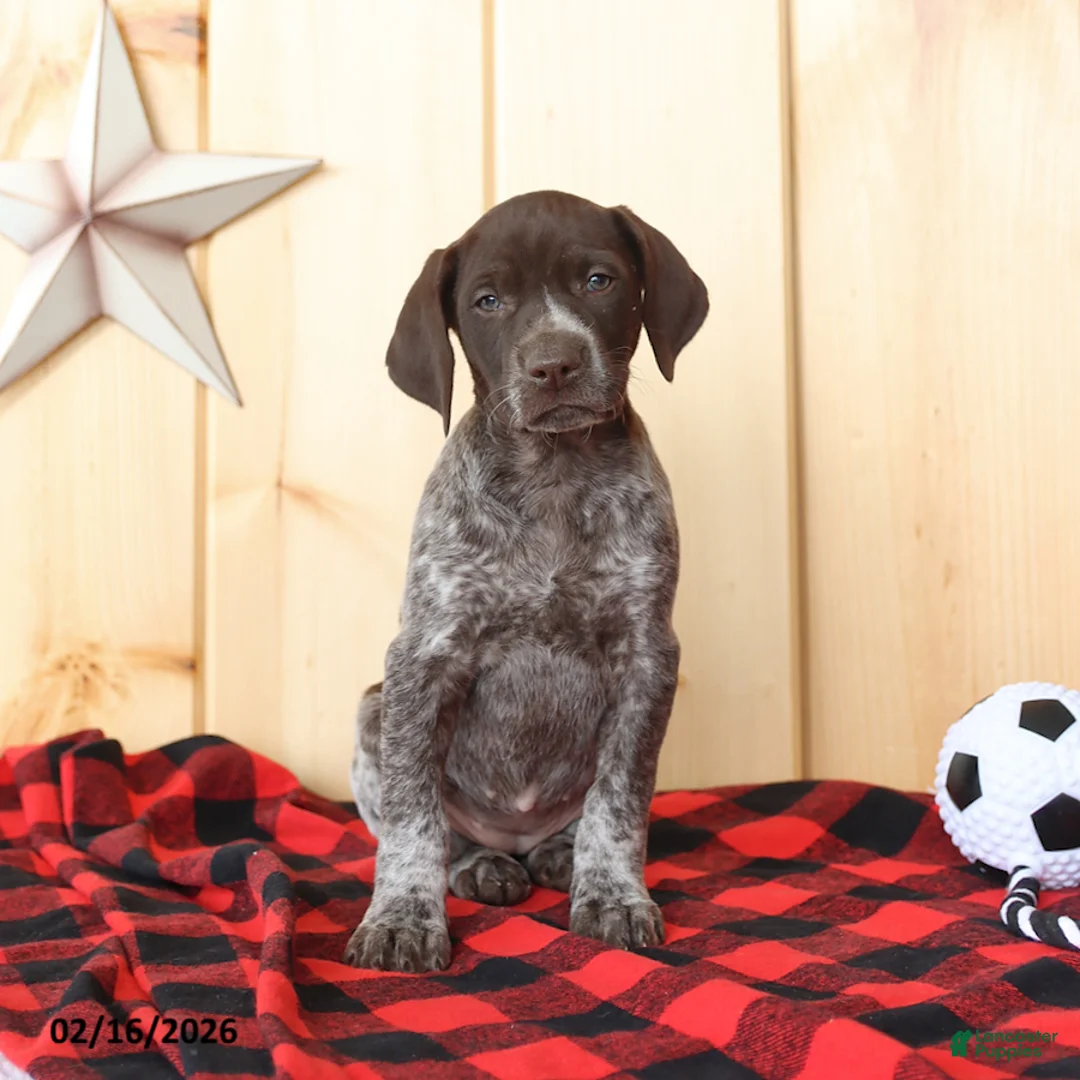 German Shorthaired Pointer dogs for sale: Dixie - Ad 3
