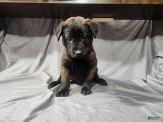 Belgian Malinois dogs - Ad 33