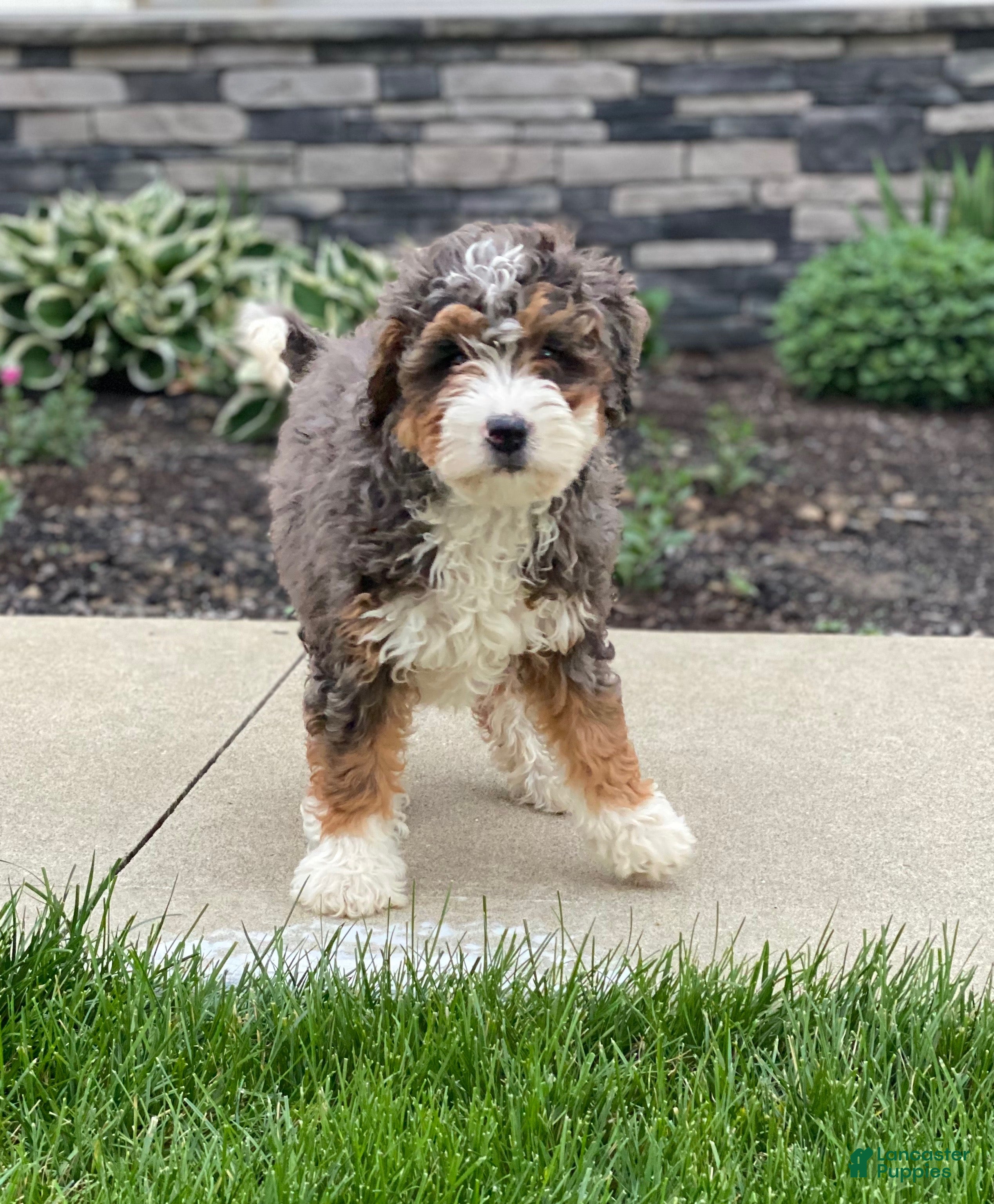 Mini Bernedoodle dogs Willow - Ad 2
