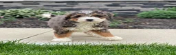 Mini Bernedoodle dogs for sale: Willow - Ad 2