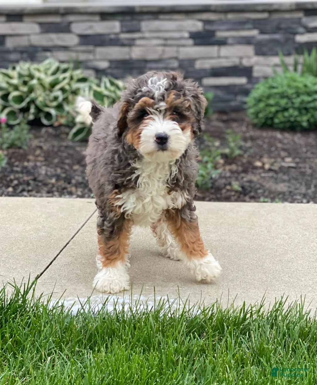 Mini Bernedoodle dogs for sale: Willow - Ad 2