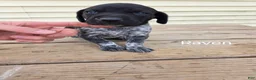 German Shorthaired Pointer dogs for sale: Raven - Ad 1