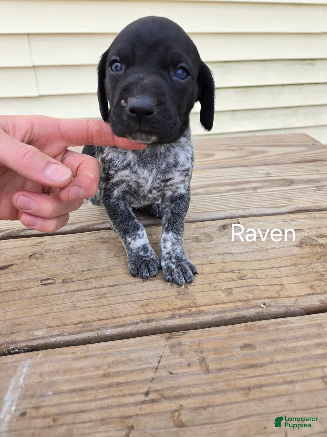 German Shorthaired Pointer dogs for sale: Raven - Ad 1