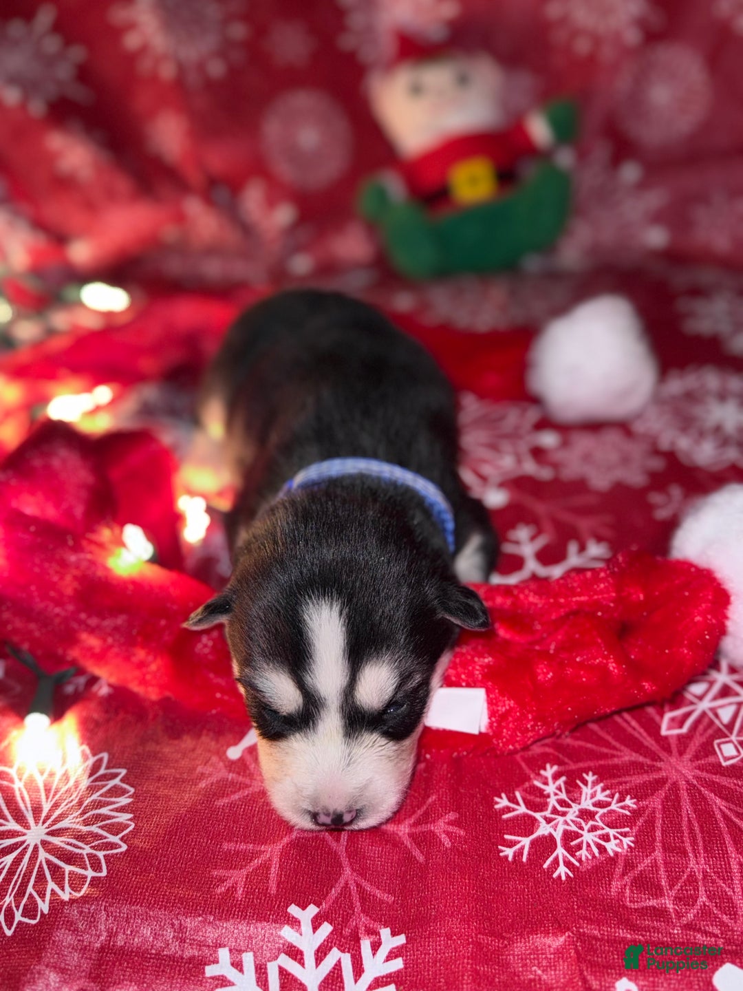 Siberian Husky dogs for sale: BLUE - Ad 6