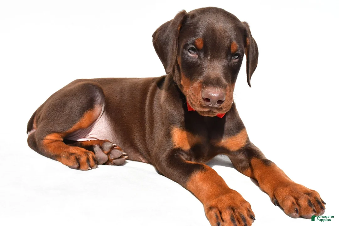 Doberman Pinscher dogs for sale: Bruno - Ad 1