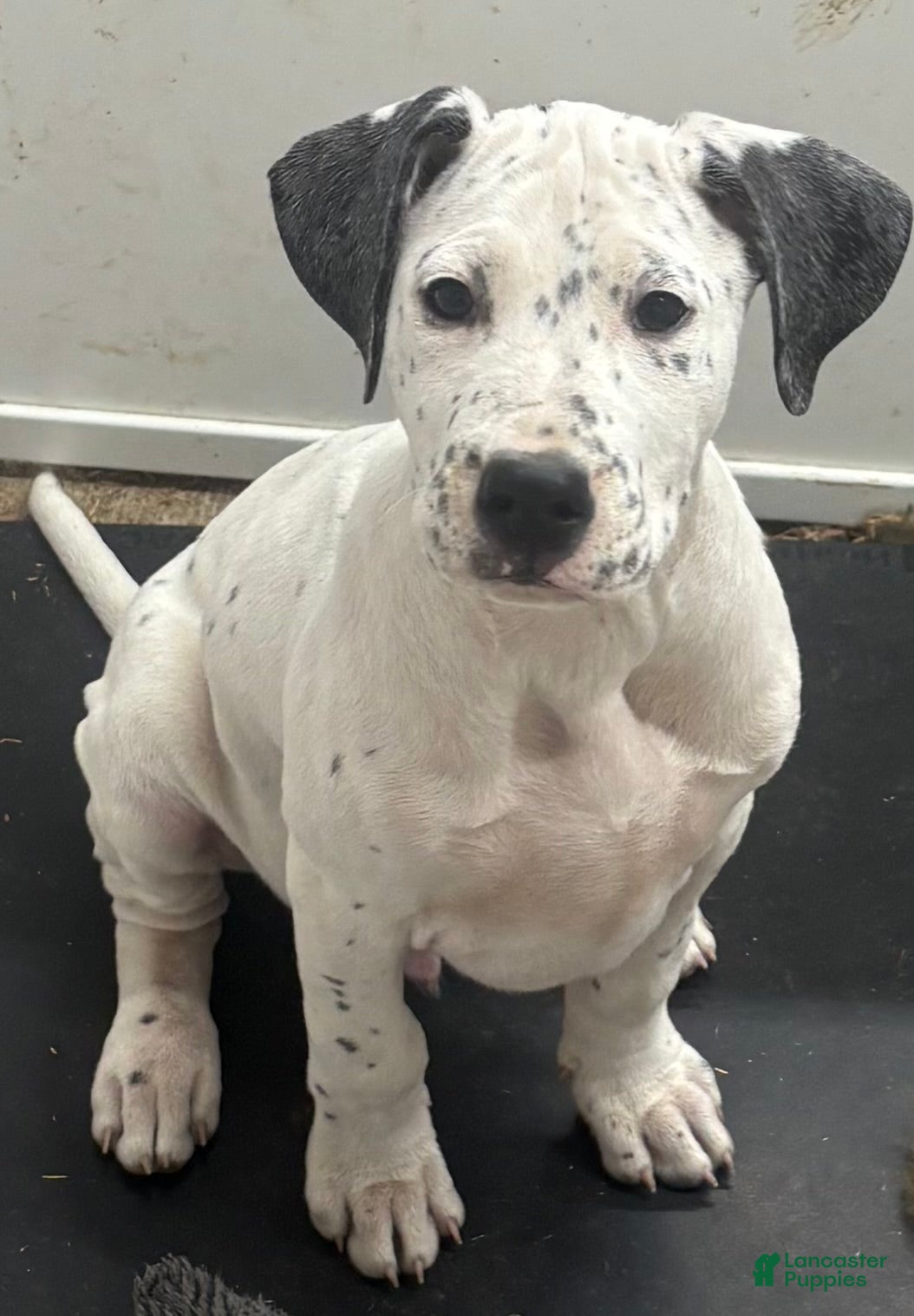 Mixed Breed dogs Samuel - Ad 9