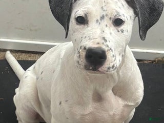 Mixed Breed dogs Samuel - Ad 1