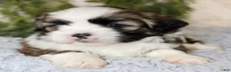 Shih Tzu dogs for sale: Puppy 2 - Ad 3