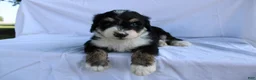 Bernedoodle dogs for sale: Shooter - Ad 5
