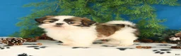 Shih Tzu dogs for sale: Cinnamon - Ad 4