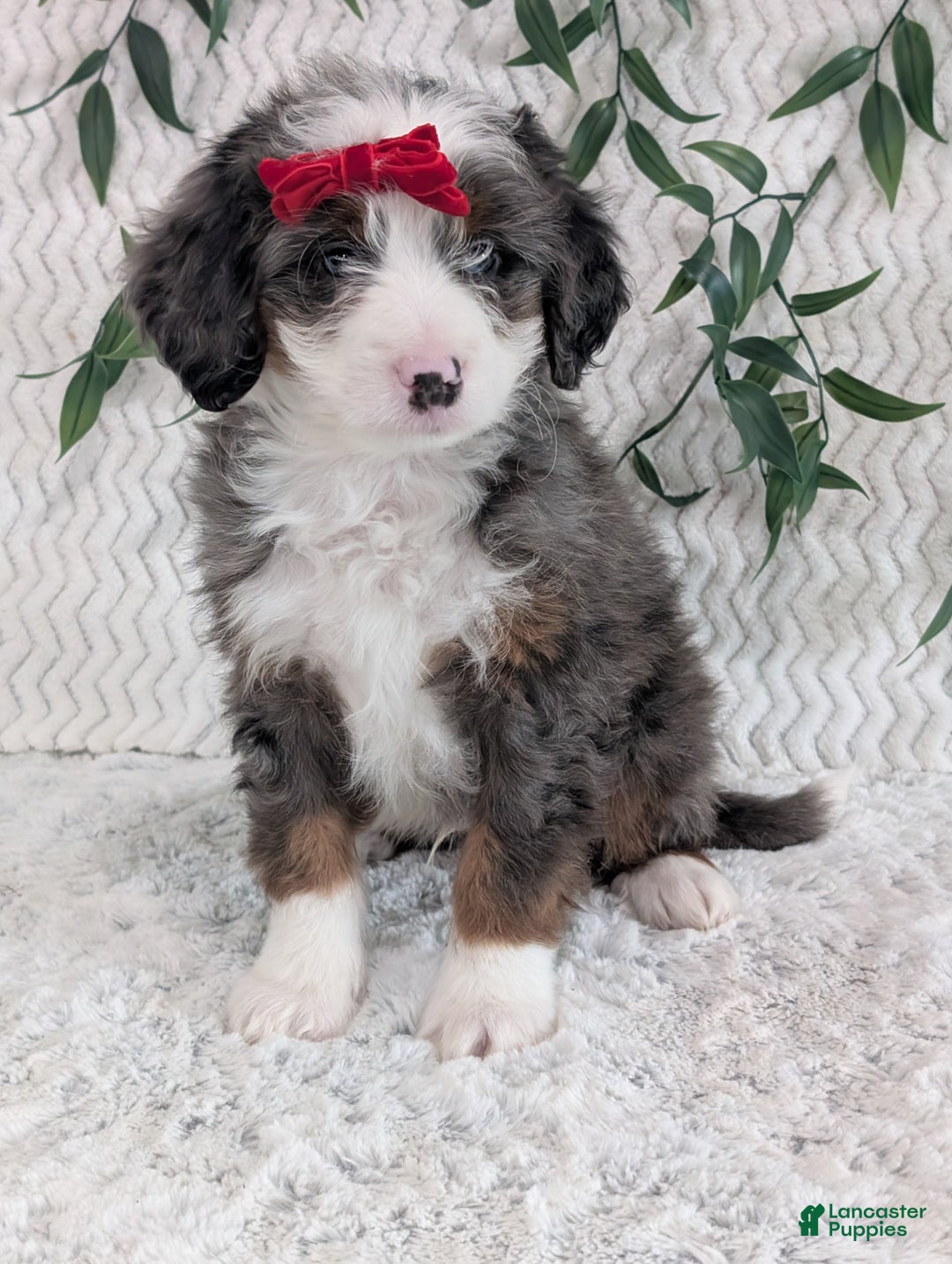 Mini Bernedoodle dogs for sale: Mini Dusty  - Ad 6