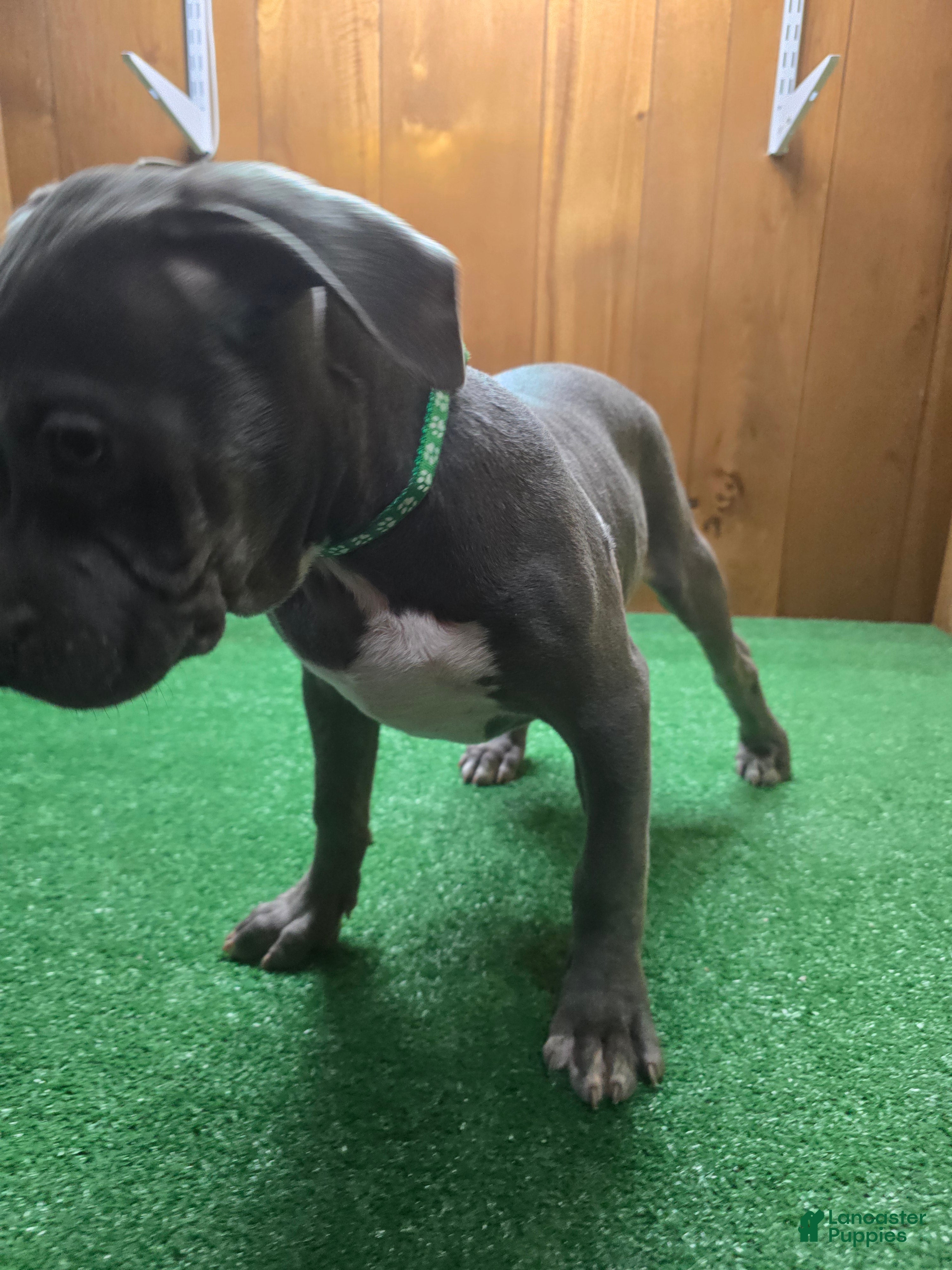 American Bully dogs Shadow - Ad 25