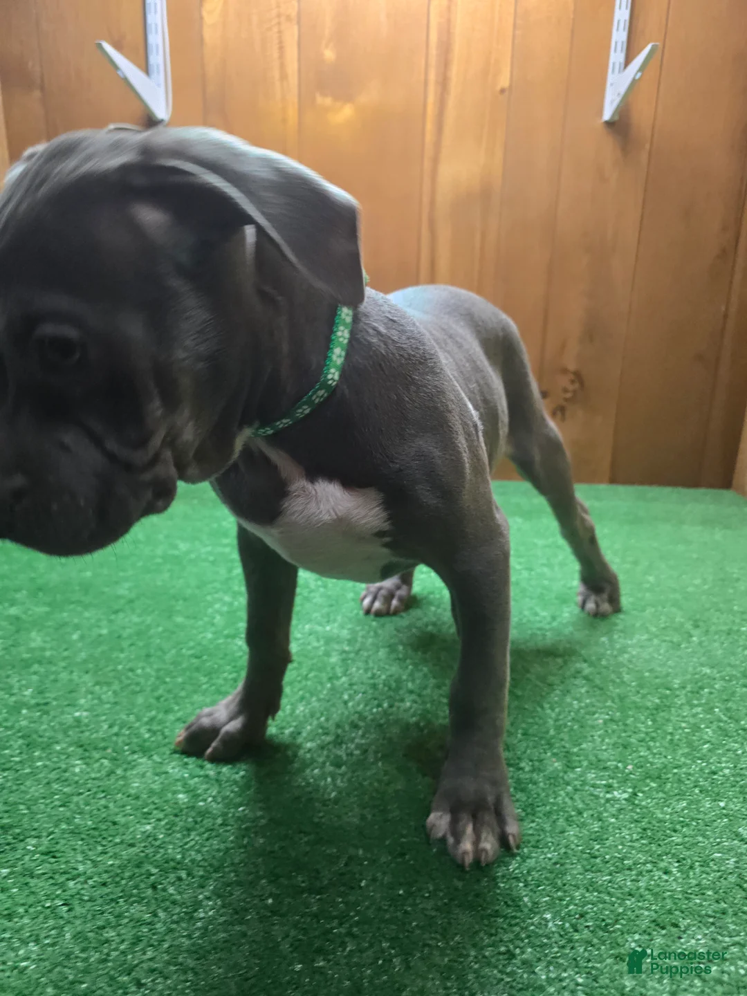 American Bully dogs for sale: Shadow - Ad 1