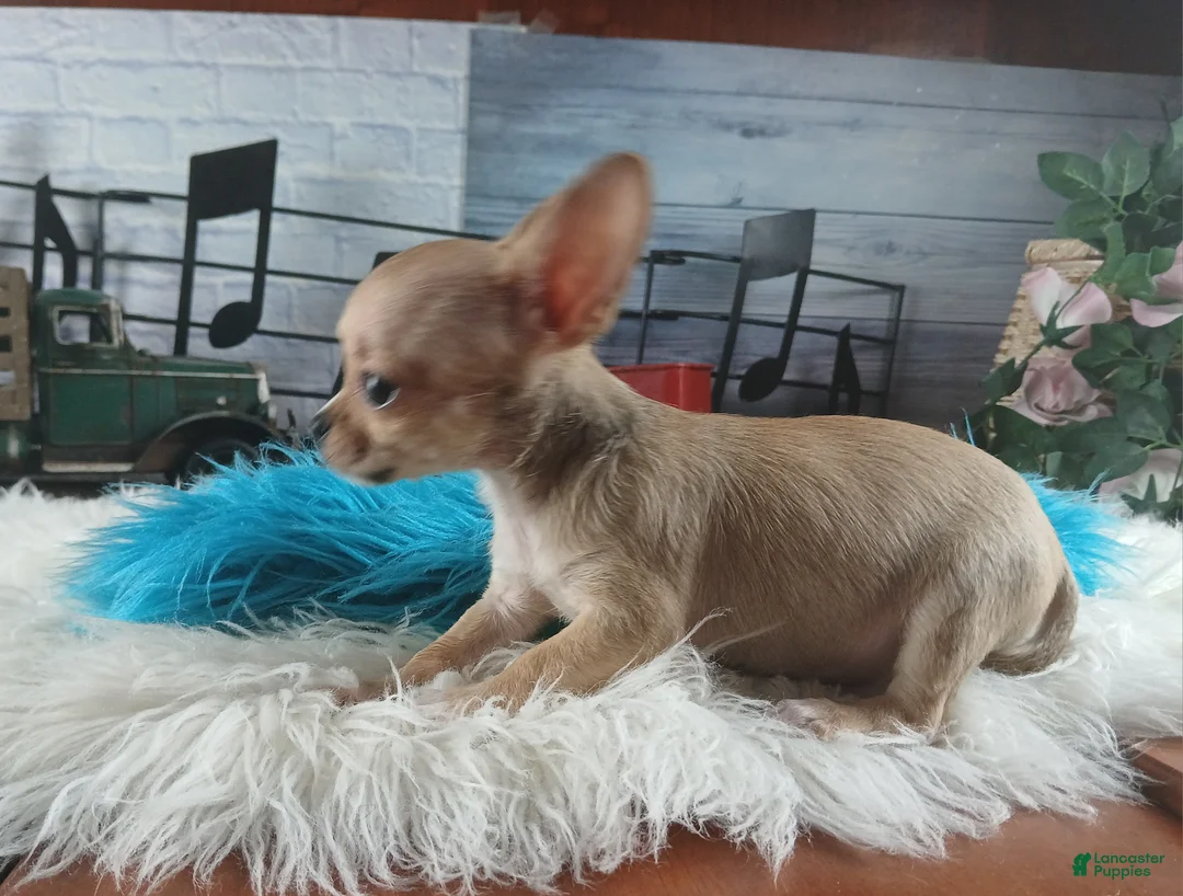 Chihuahua dogs for sale: Nationwide delivery. Teacup fawn boy - Ad 2