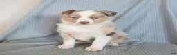 Miniature Australian Shepherd dogs for sale: Bubbles - Ad 3