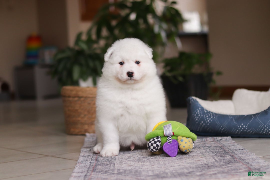 Samoyed dogs for sale: Alvin - Ad 11