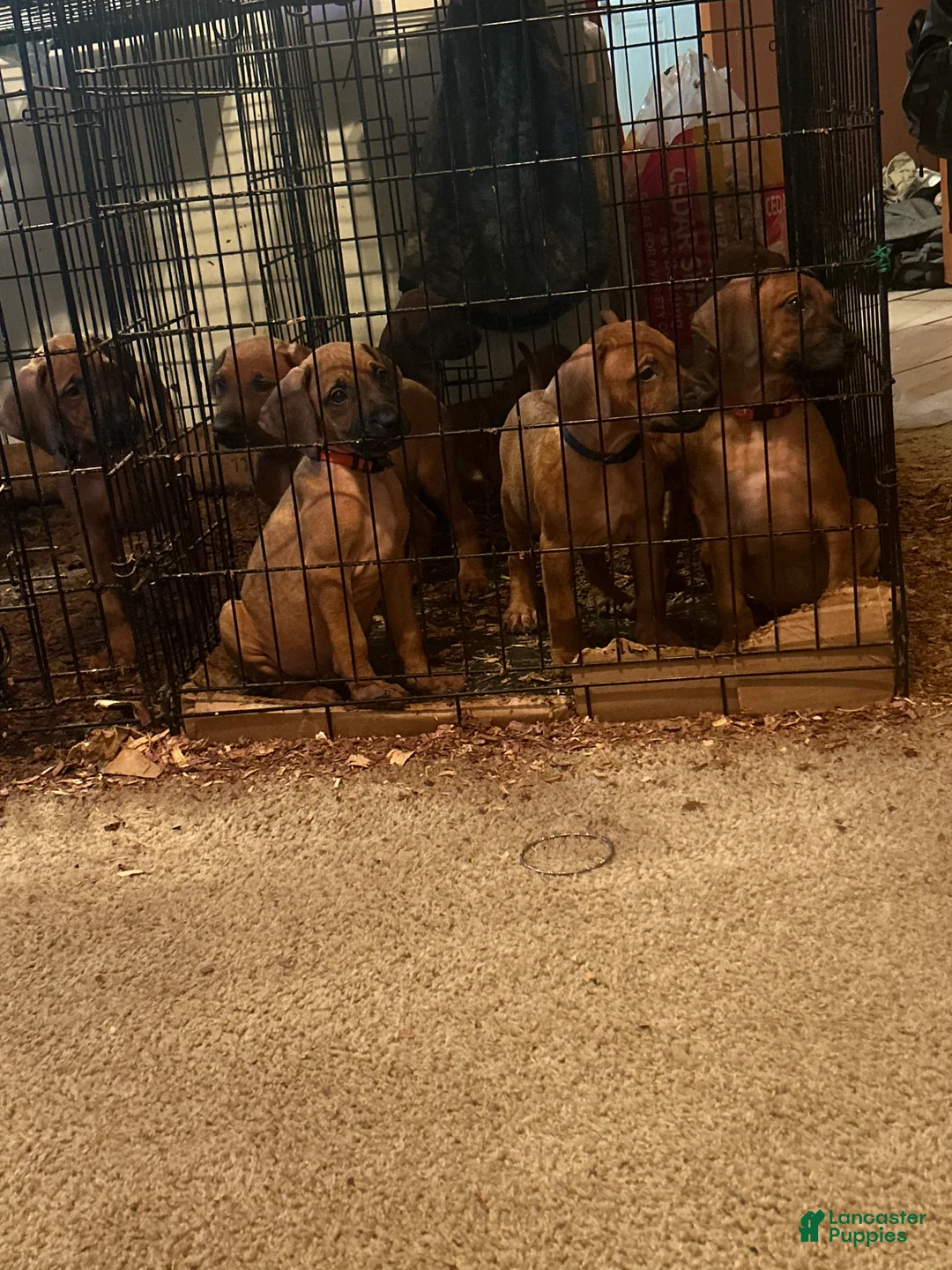 Rhodesian Ridgeback dogs for sale: Rhodesian Ridgeback Puppy 1 sky blue collar - Ad 1