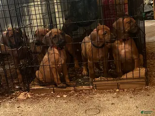 Rhodesian Ridgeback dogs Rhodesian Ridgeback Puppy 1 sky blue collar - Ad 4