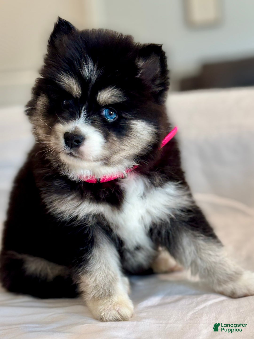 Pomsky dogs for sale: Faith.   Pomsky Puppy 3 - Ad 2