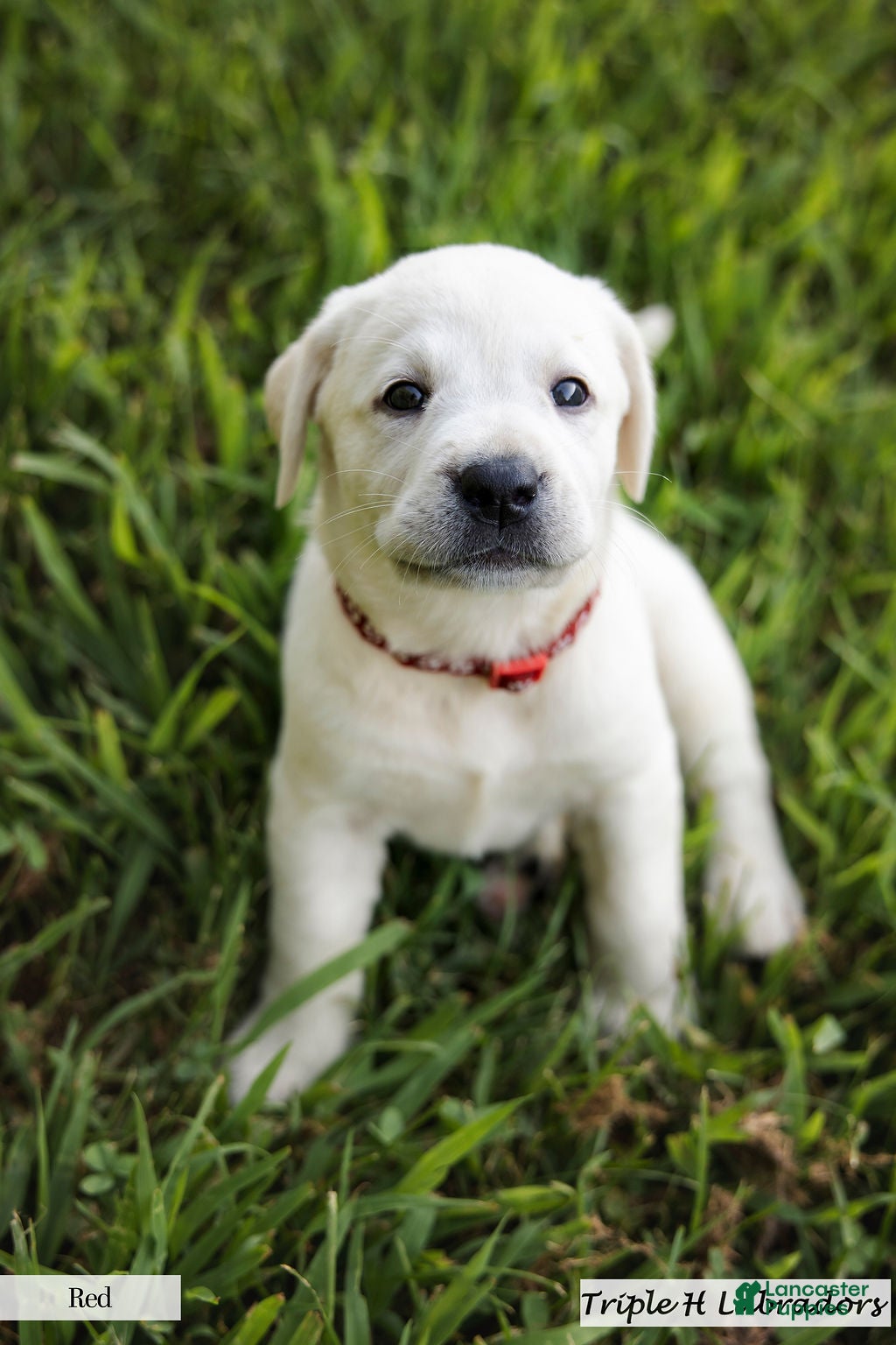 Labrador Retriever dogs Red Collar - Ad 2