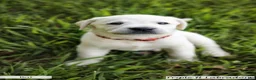Labrador Retriever dogs for sale: Red Collar - Ad 2
