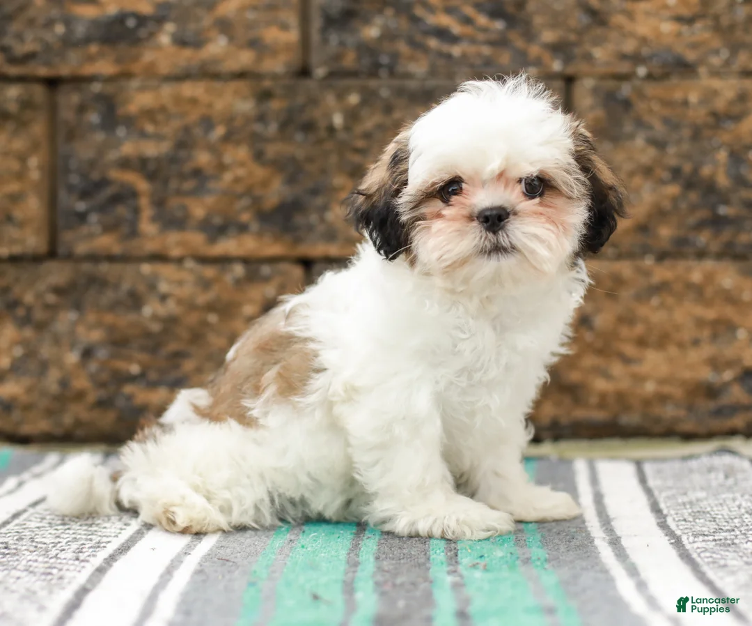 Shih Tzu dogs for sale: Buttons (Raised in Home, Crate Trained & Potty Training!) - Ad 1