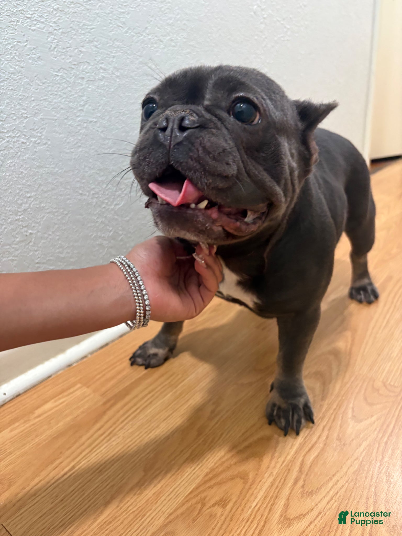 French Bulldog dogs French Bulldog Puppy 1 - Ad 25
