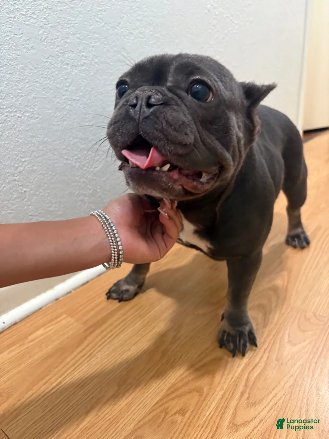 French Bulldog dogs for sale: French Bulldog Puppy 1 - Ad 1