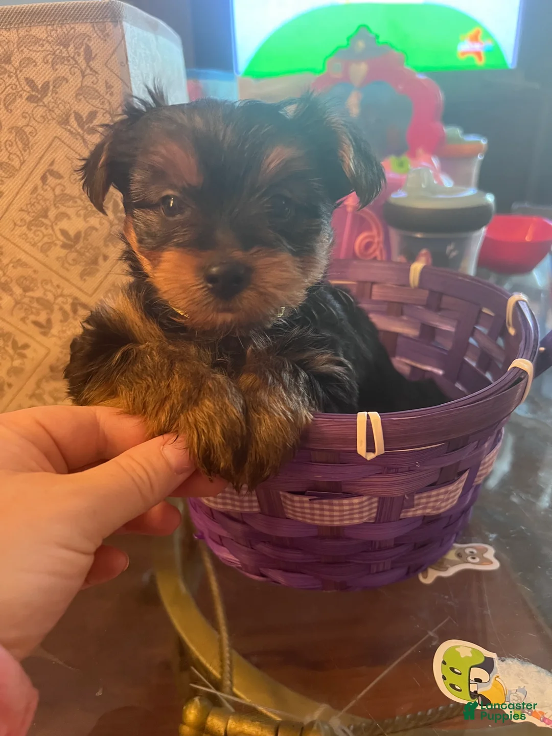 Yorkshire Terrier dogs for sale: Yorkshire Terrier Puppy 4 - Ad 1