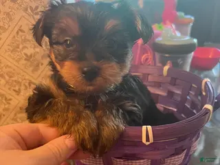 Yorkshire Terrier dogs Yorkshire Terrier Puppy 4 - Ad 32