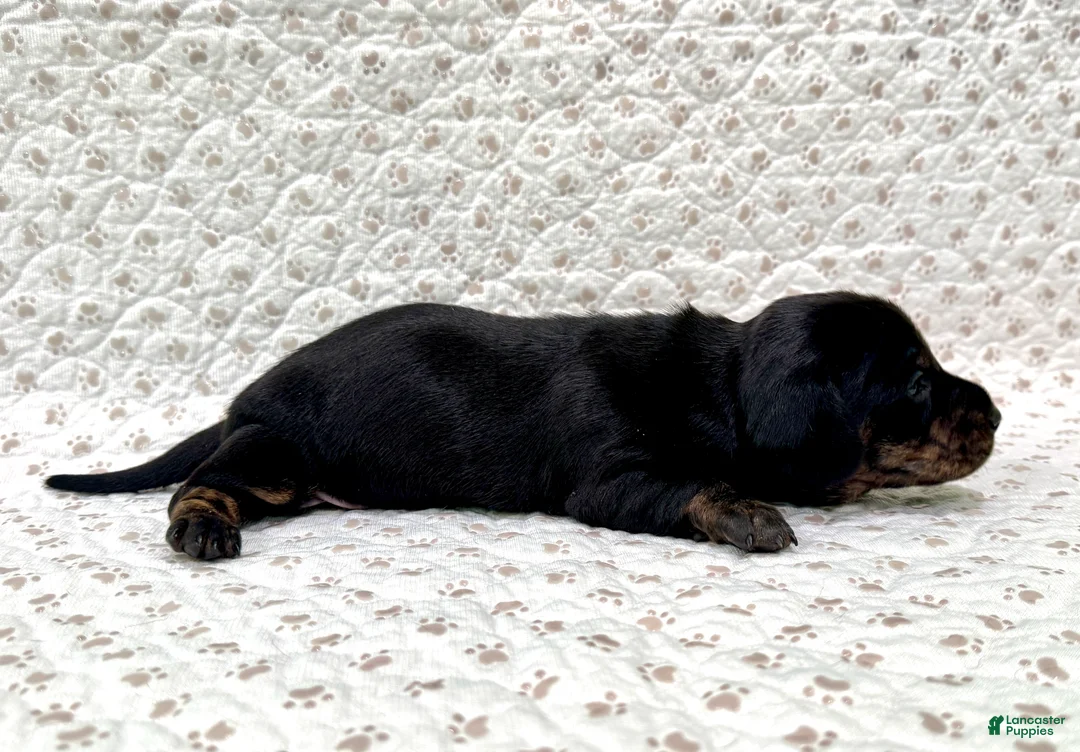 Miniature Dachshund dogs for sale: Miniature Dachshund Minnie [DNA Proof] - Ad 2