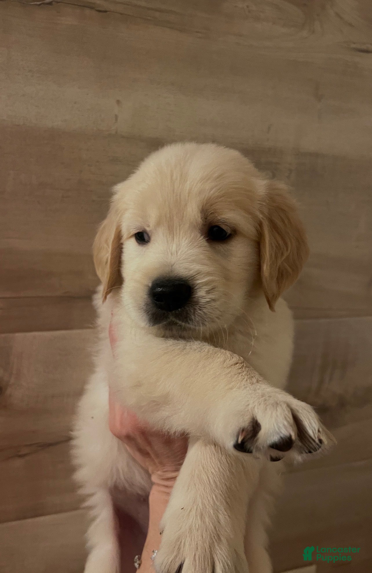 Golden Retriever dogs Golden Retriever 2 - Ad 14