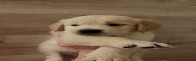 Golden Retriever 2