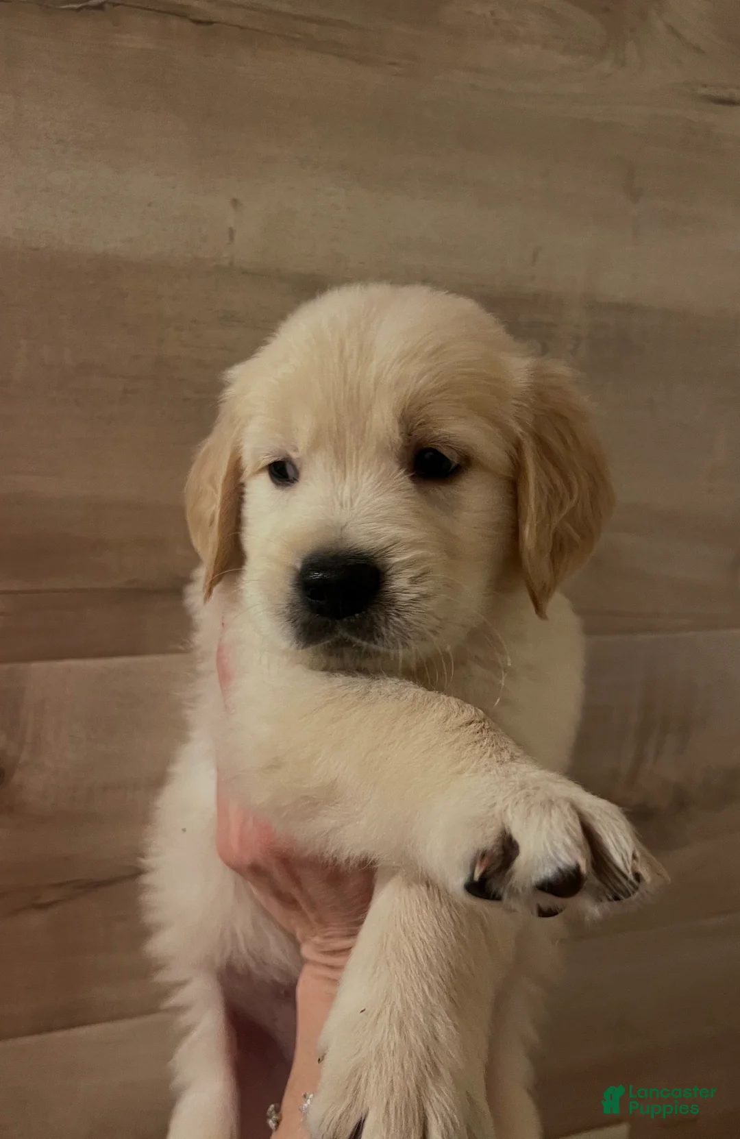 Golden Retriever dogs for sale: Golden Retriever 2 - Ad 1