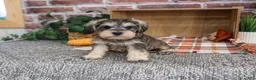 Miniature Schnauzer dogs for sale: Reagan - Ad 4